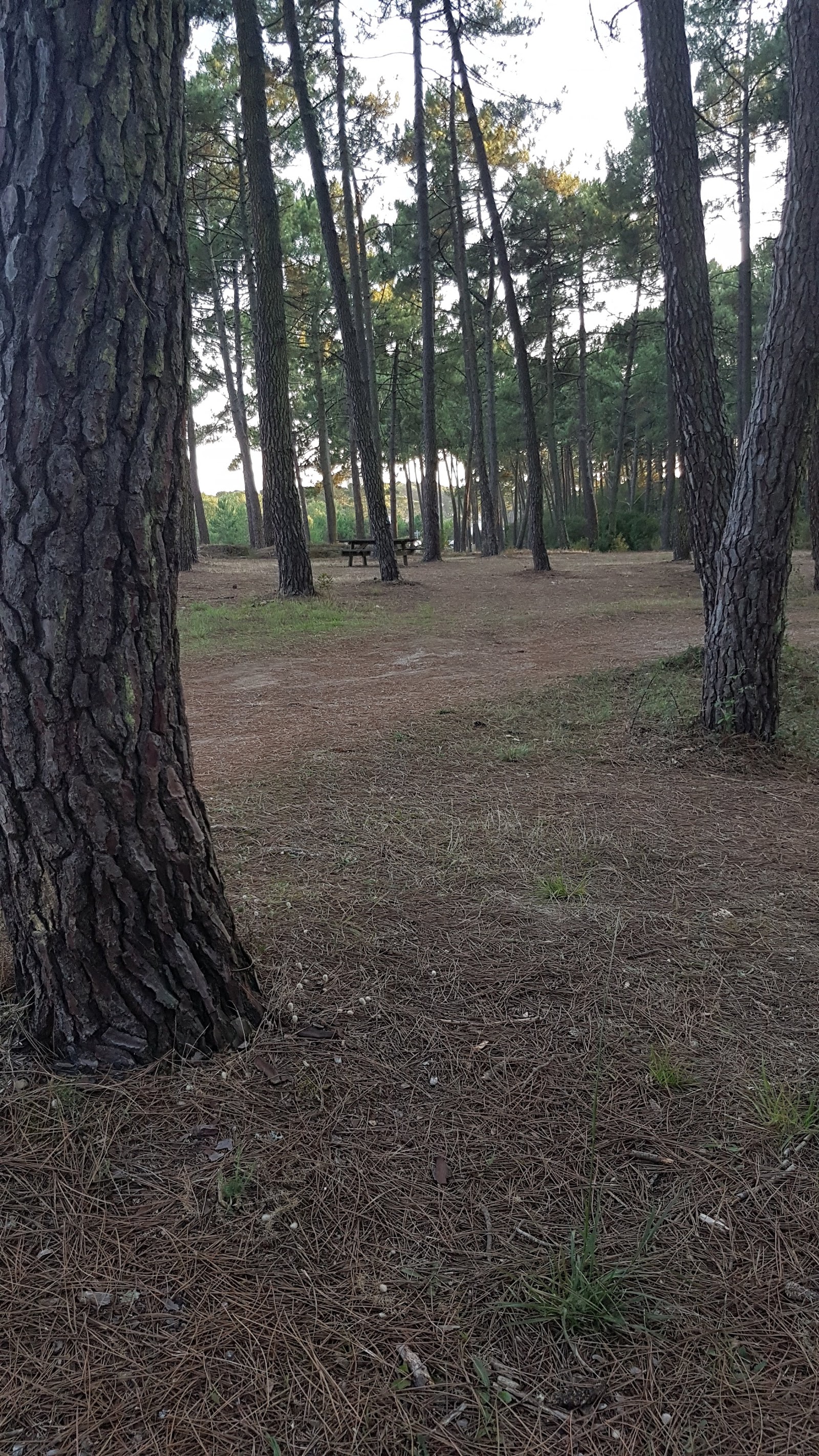 BISCARROSSE OLYMPIQUE TC