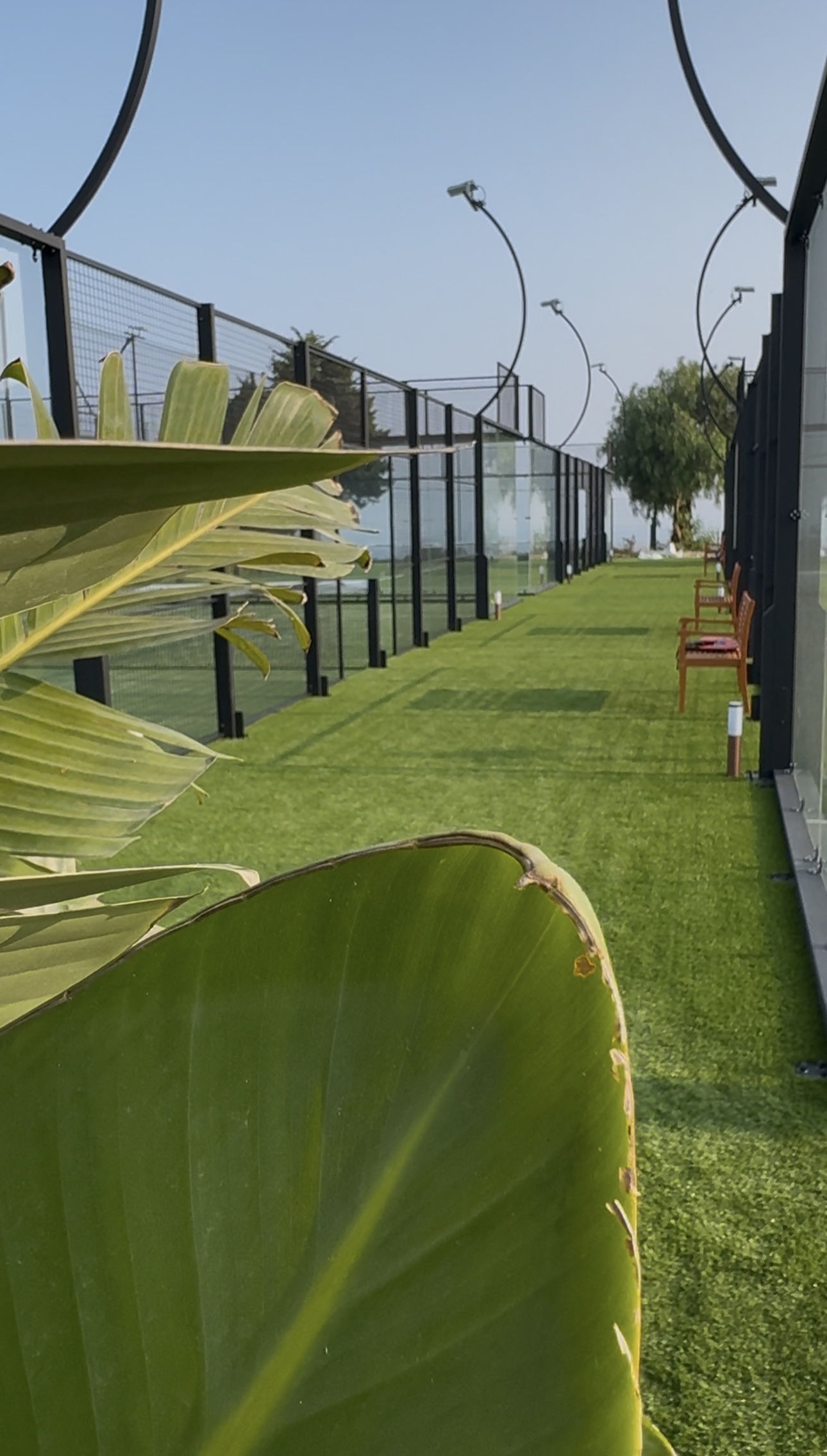 Greenpoint Carlone